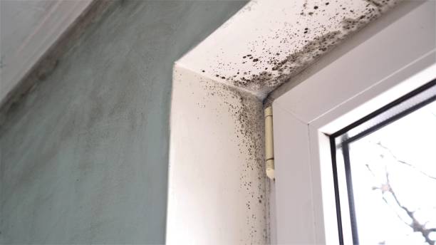 Best Attic Mold Removal  in Salyersville, KY