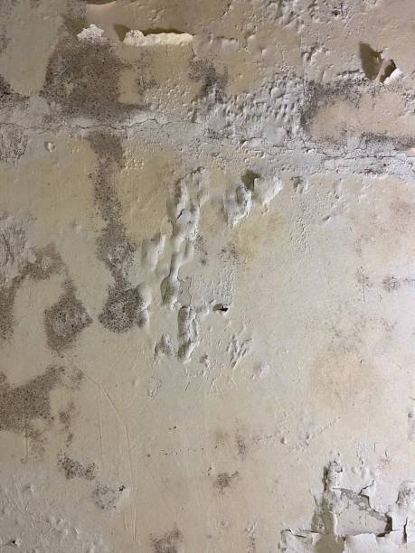 Best Affordable Mold Removal  in Salyersville, KY