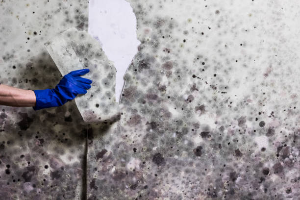 Best Mold Removal and Inspection  in Salyersville, KY