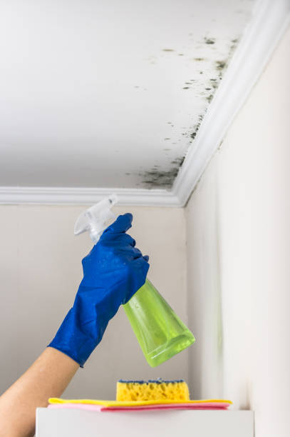 Best Home Mold Removal  in Salyersville, KY